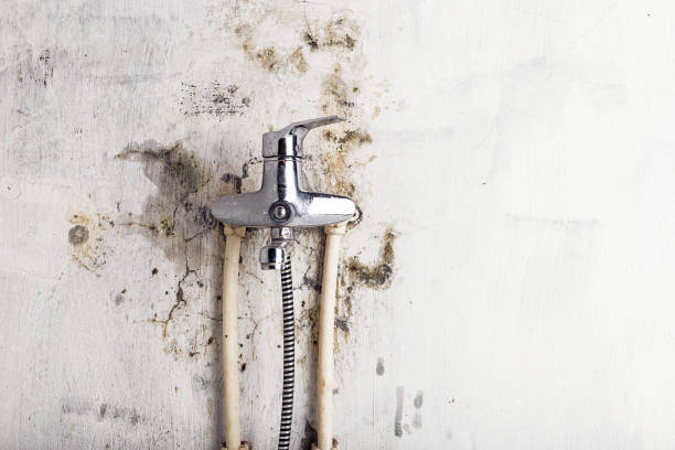 Best Basement Mold Remediation in Naranja, FL